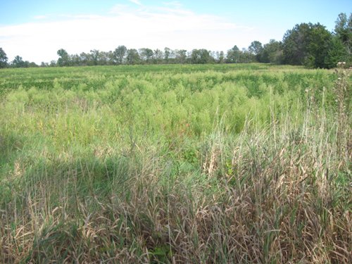 Property photo 17 - 110+/- Acres offered in 4 Tillable Tracts